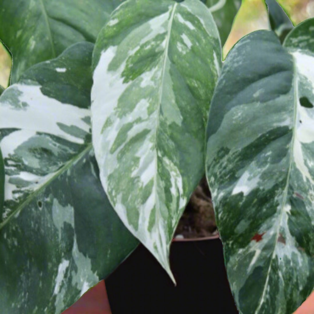 Pothos 'Albo Variegata' Epipremnum Pinnatum