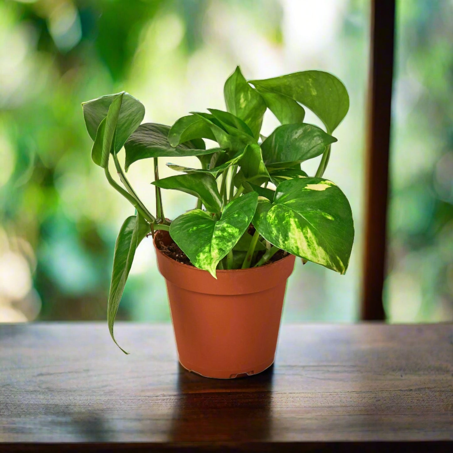 Pothos 'Golden' Epipremnum Aureum