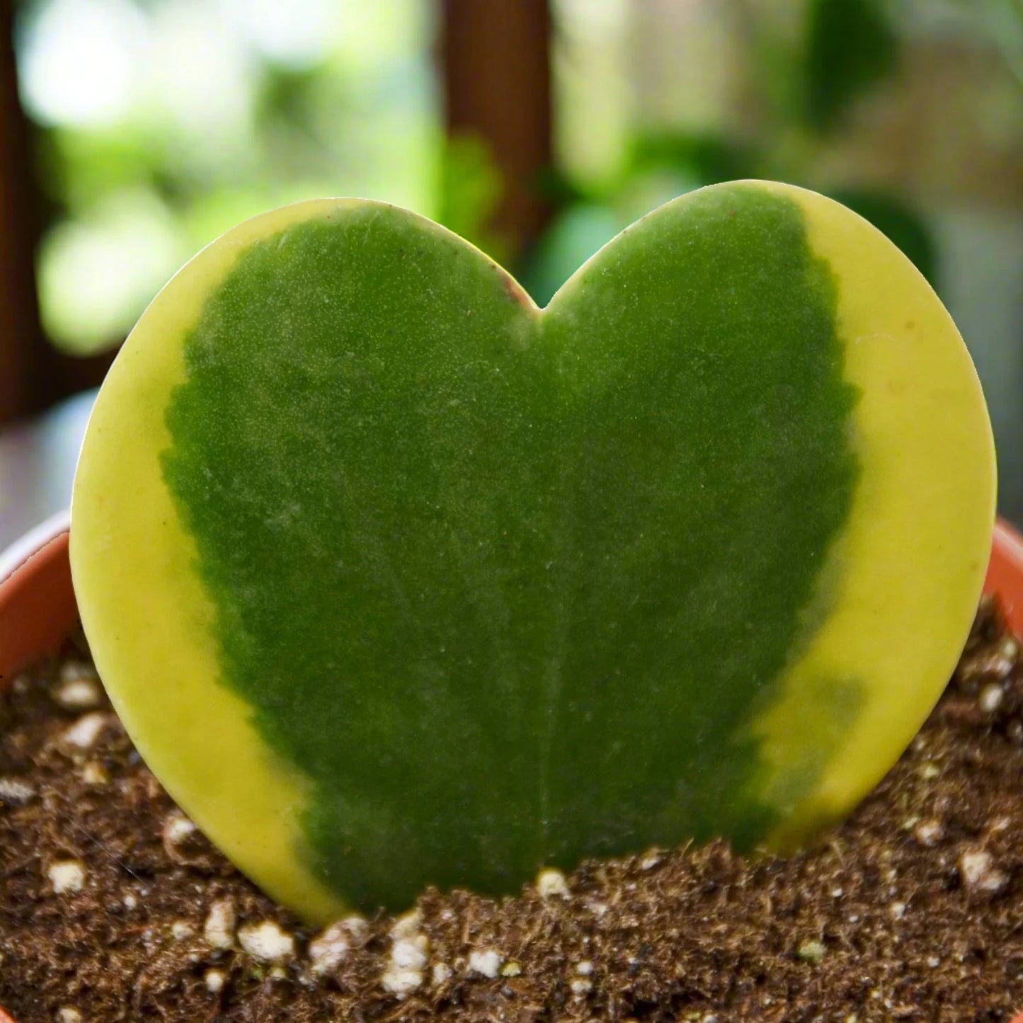 Hoya 'Sweetheart Variegated' Kerrii