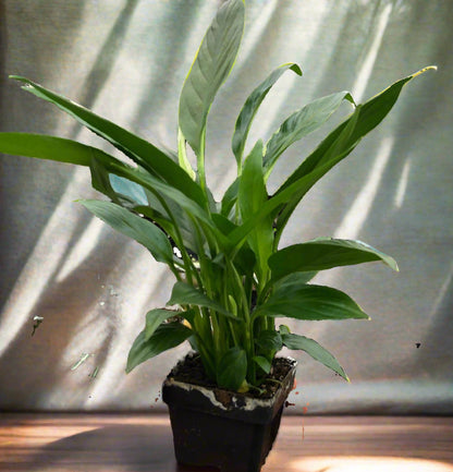 Spathiphyllum 'Peace Lily'