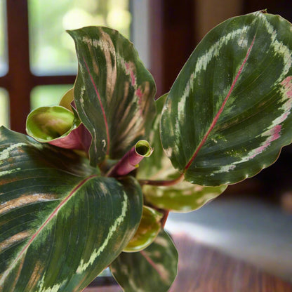 Calathea Roseopicta 'Medallion'