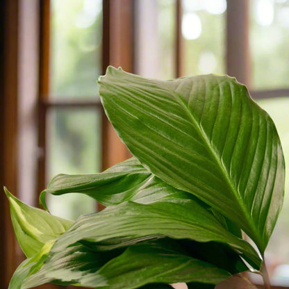 Spathiphyllum 'Peace Lily'