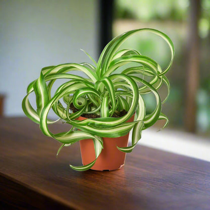 Spider Plant 'Bonnie' Chlorophytum Comosum