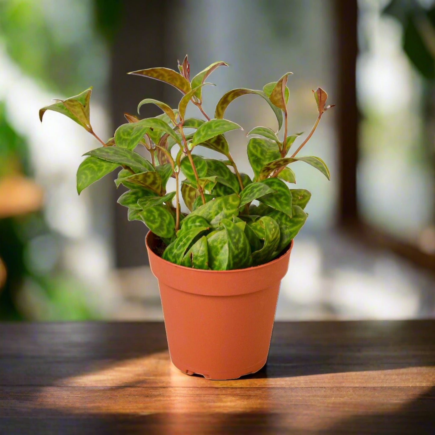 Lipstick Plant Black Pagoda Aeschynanthus Radicans