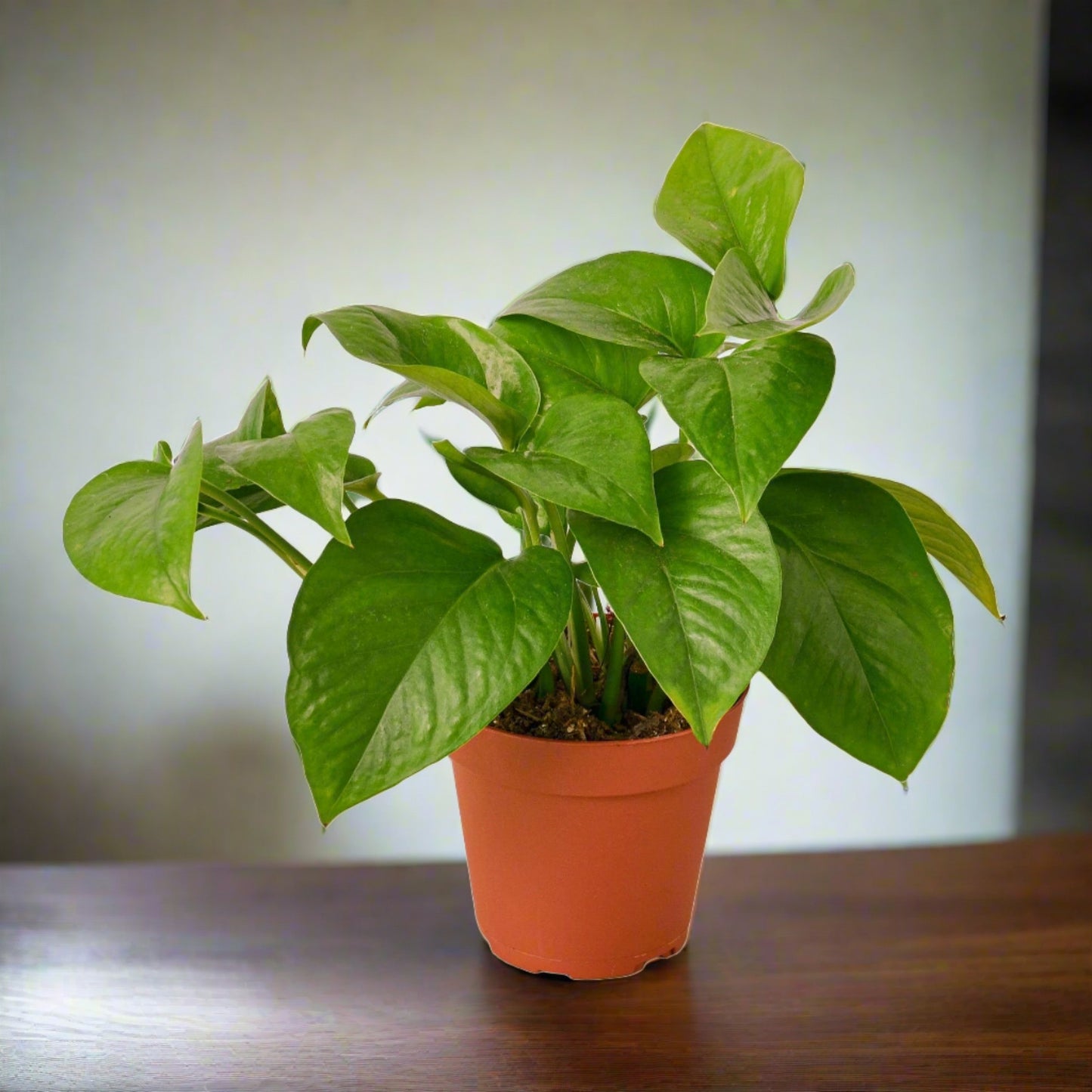 Pothos 'Green Queen' Epipremnum Aureum