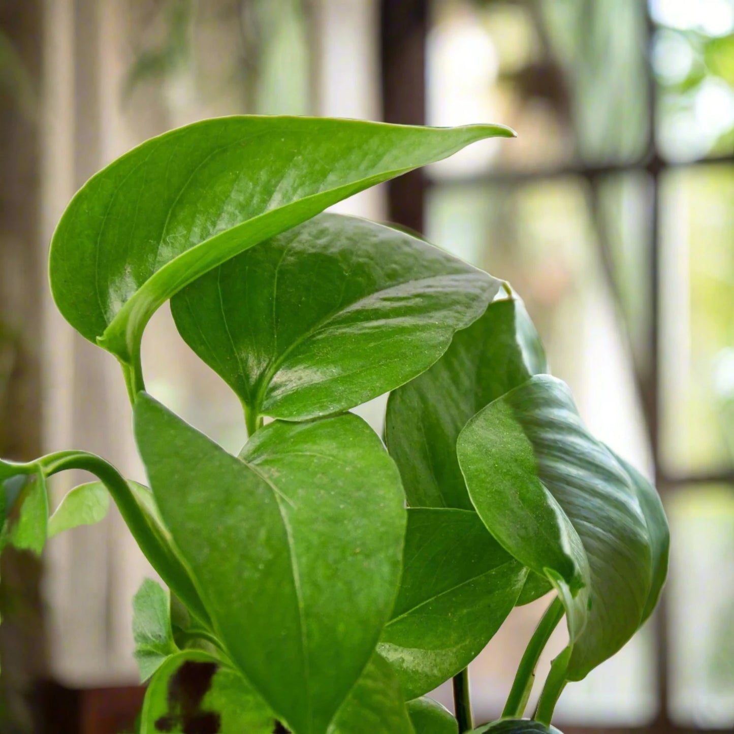 Pothos 'Green Queen' Epipremnum Aureum