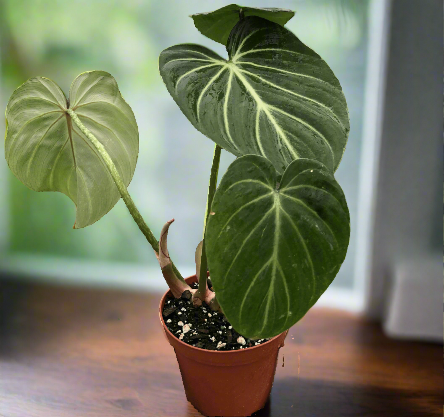 Philodendron Gloriosum 'Zebra'