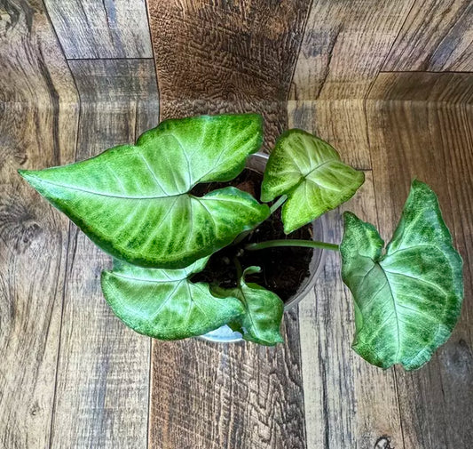 Syngonium 'White Butterfly' Podophyllum Starter Plant