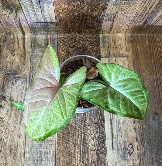 Syngonium 'Confetti' Podophyllum Starter Plant