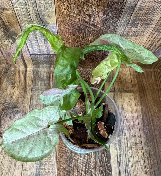 Syngonium 'Milk Confetti' Podophyllum Starter Plant