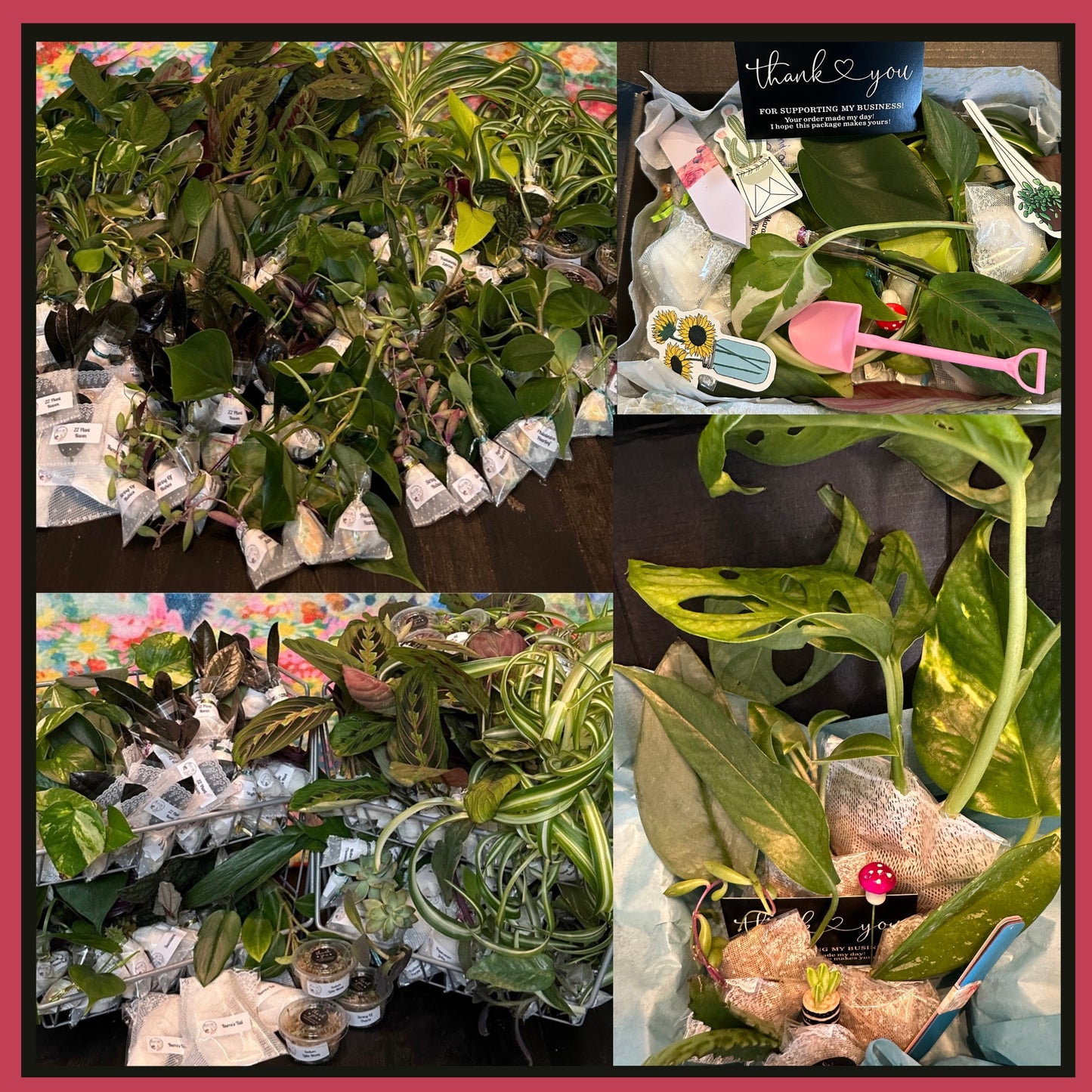 Unrooted plant cuttings for water propagation, propagation in sphagnum moss, propagation in soil. Variety of houseplant cuttings mystery box. Free gifts included. Gift for gardener, plant lover, plant person, houseplant enthusiast. Box of clippings.