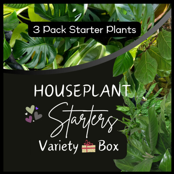 Starter Plants Variety Box - 3 Plants