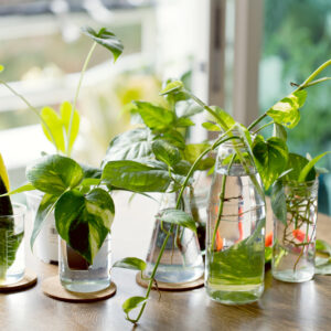 Methods For How To Propagate Houseplants