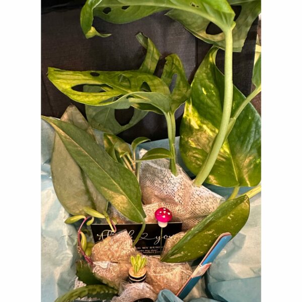 Houseplant Cuttings For Propagation - Image 4