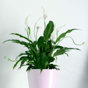 Seven Houseplants That Tolerate Low Light