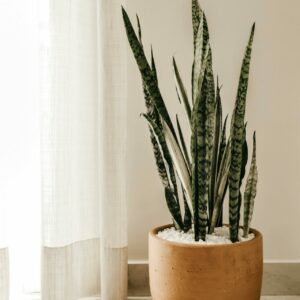 Nine Of The Easiest To Care For Houseplants